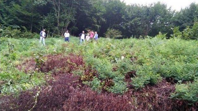 Yoldan Çıkan Traktör Şarampole Devrildi: 1 Yaralı