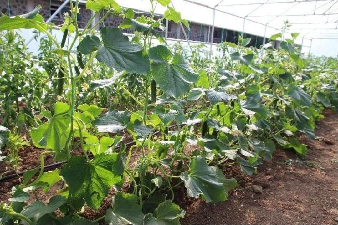 Kaymakamlık Serası &Uuml;r&uuml;n Vermeye Başladı