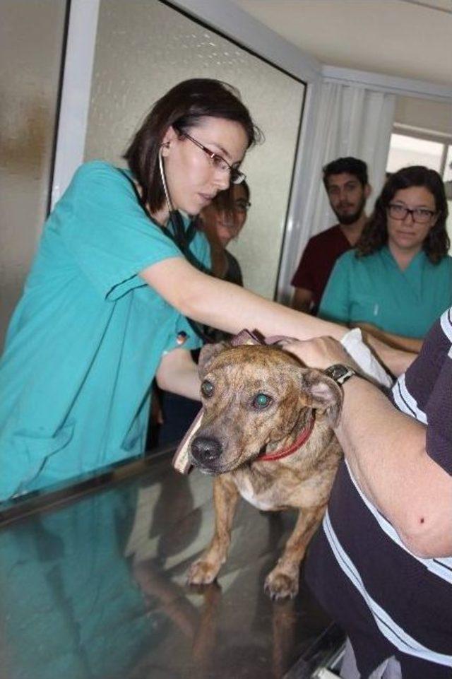 Adü Rektörü Bircan’dan Hayvan Hastanesindeki Canlara Ziyaret