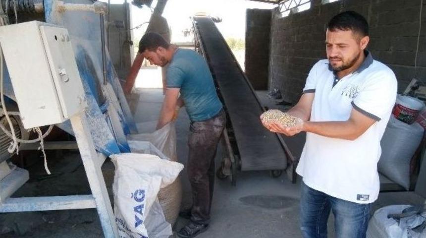 Arpa Ezmesi Besicilerin Tercihi Oldu