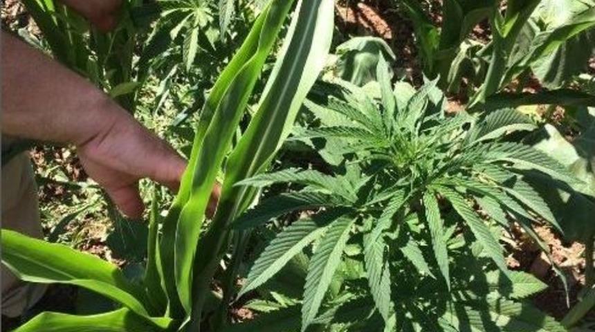 Alanya&rsquo;da Mısır Tarlasında Kenevir Ele Ge&ccedil;irildi