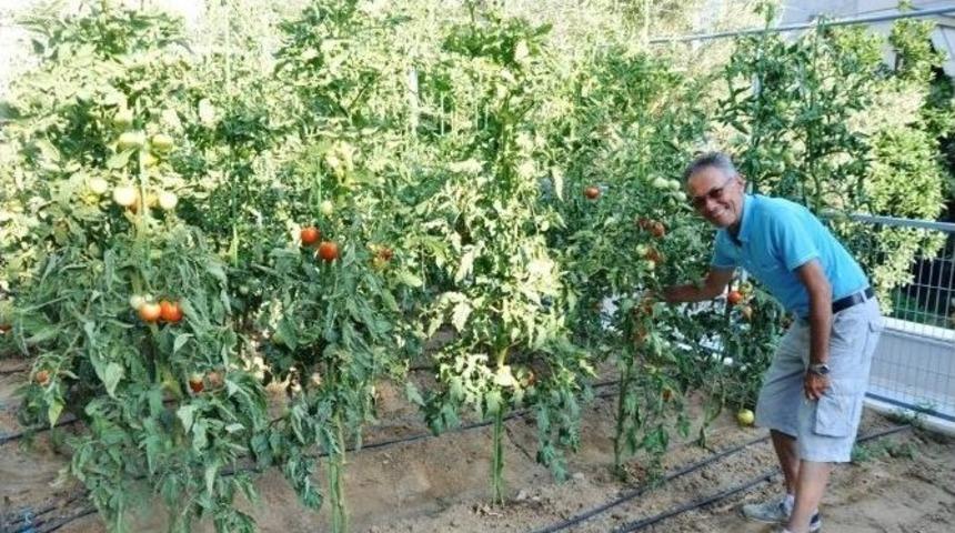 Apartmanın Bah&ccedil;esini Sebze Tarlasına D&ouml;n&uuml;şt&uuml;rd&uuml;