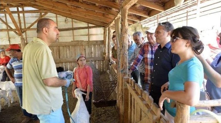 Gagavuz Heyet, Tarım İncelemesinde