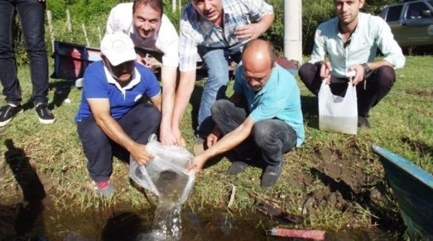 Samsun&rsquo;da G&ouml;letlere 85 Bin Pullu Sazan Yavrusu Bırakıldı