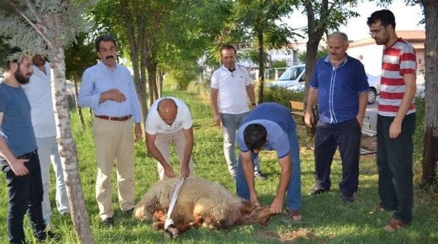 P&uuml;sk&uuml;rt&uuml;len Darbe İ&ccedil;in Kurban Kestiler