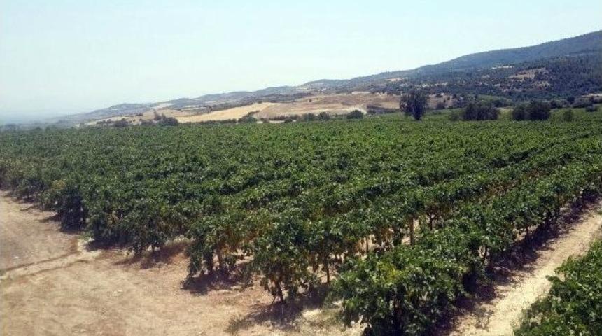 İlk Turfanda &Ccedil;ekirdeksiz &Uuml;z&uuml;mde Hasat Başladı