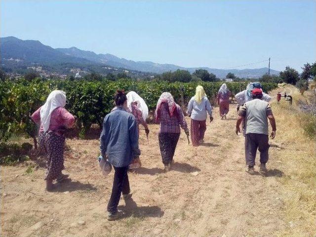 İlk Turfanda Çekirdeksiz Üzümde Hasat Başladı