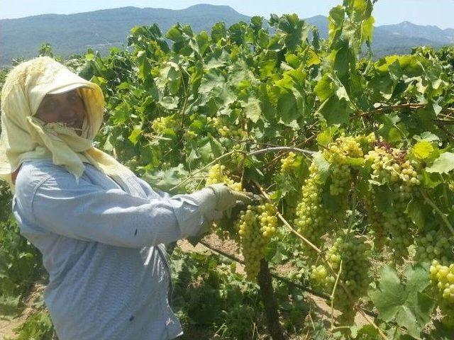 İlk Turfanda Çekirdeksiz Üzümde Hasat Başladı