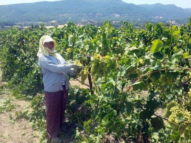 İlk Turfanda Çekirdeksiz Üzümde Hasat Başladı