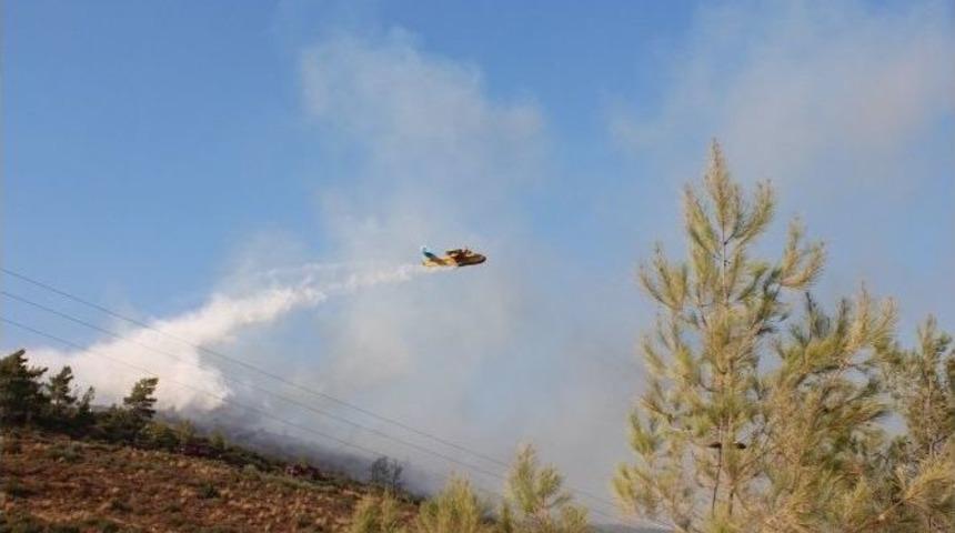 Bodrum&rsquo;da Y&uuml;zlerce &Ccedil;am Ağacı K&uuml;l Oldu
