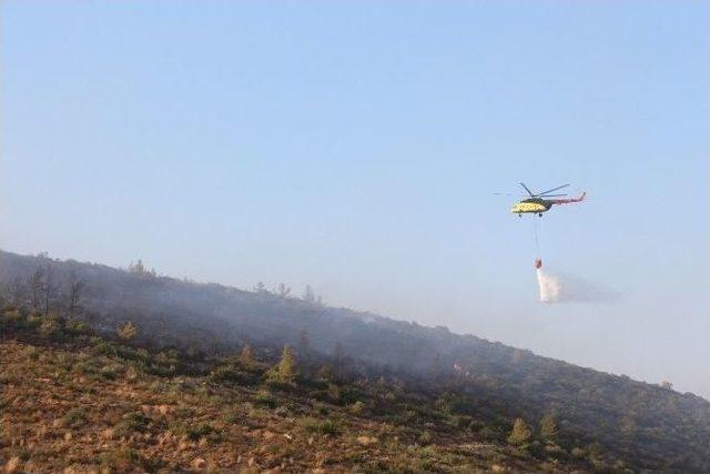 Bodrum’da Yüzlerce Çam Ağacı Kül Oldu