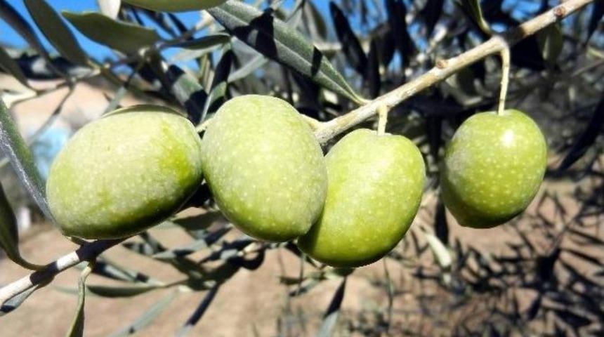 Zeytine Dekar Başına 100 Tl Destek