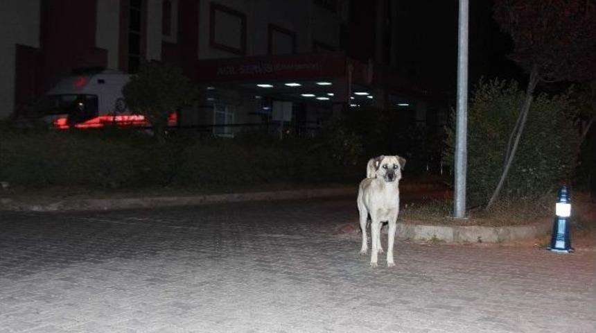 Aydın&rsquo;da Sokak K&ouml;pekleri Korku Salmaya Başladı