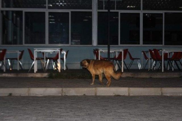 Aydın’da Sokak Köpekleri Korku Salmaya Başladı