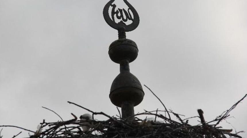 (&ouml;zel Haber) Caminin Kubbesinde Mahsur Kalan Yavru Leylekleri İtfaiye Kurtardı