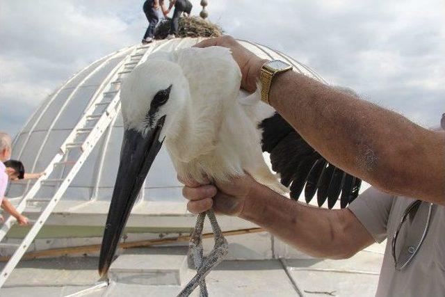 (özel Haber) Caminin Kubbesinde Mahsur Kalan Yavru Leylekleri İtfaiye Kurtardı