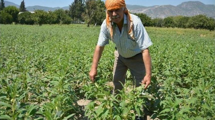 Komşusuyla Su Anlaşmazlığı Yaşayınca S&ouml;ke&rsquo;nin Tek Susam &Uuml;reticisi Oldu