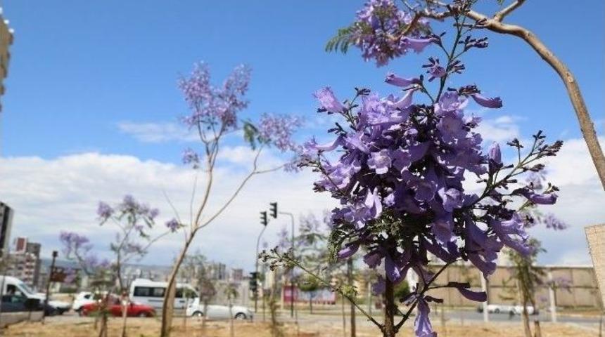 Mezitli&rsquo;de Jacarandalar &Ccedil;i&ccedil;ek A&ccedil;maya Başladı