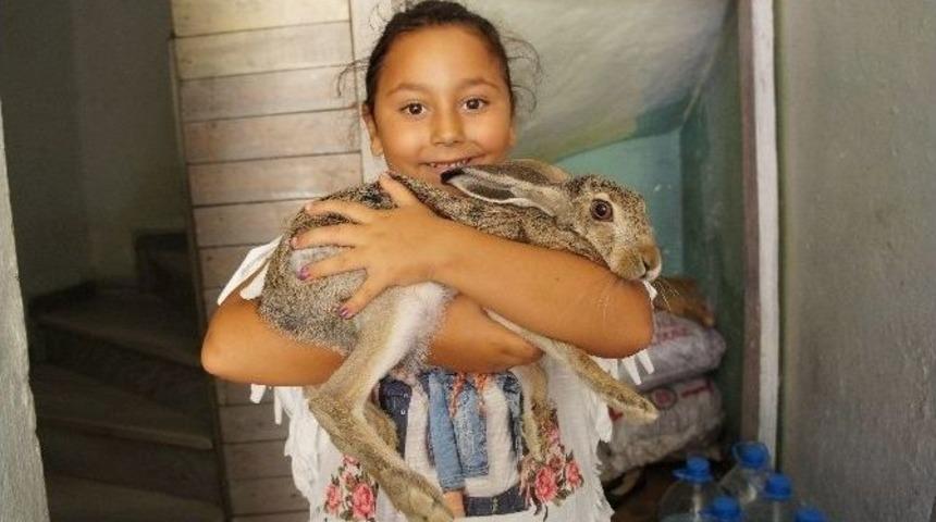 Yabani Tavşanı Evinde Besliyor