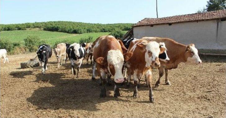 Kooperatif Ortaklarının Yüzleri Gülüyor G3