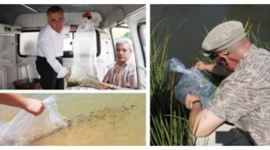 Eskişehir&rsquo;de Balıklandırma &Ccedil;alışmaları