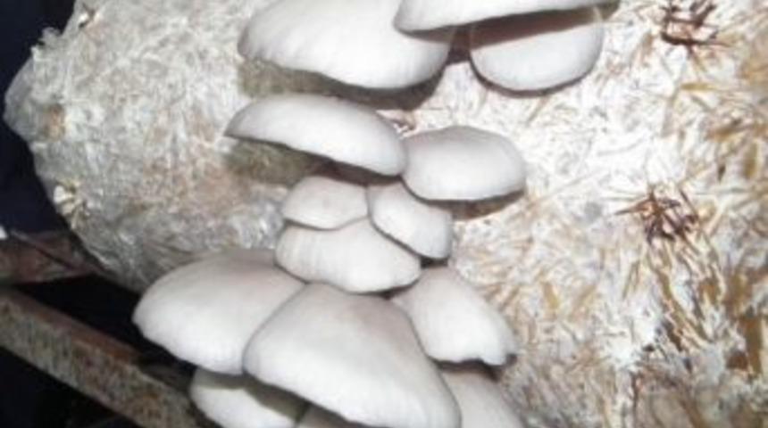 İstiridye Mantarı Yeterince Tanınmıyor