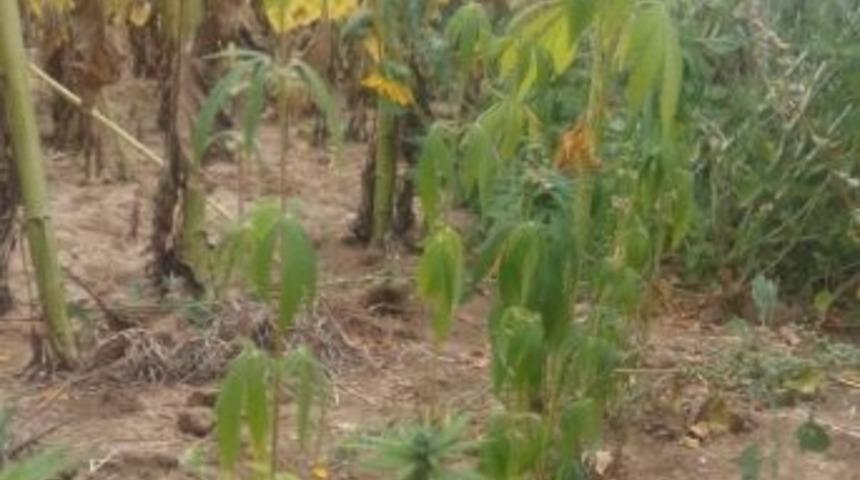 Ay&ccedil;i&ccedil;eği Tarlasında 300 K&ouml;k Hint Keneviri Ele Ge&ccedil;irildi