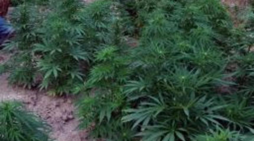 Zehir Taciri Toprağa G&ouml;m&uuml;l&uuml; Esrarı Saklayamadı