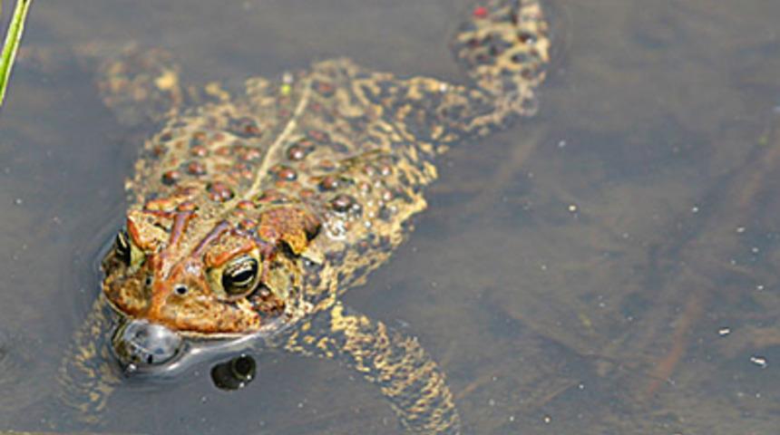 &Ouml;l&uuml;ms&uuml;zl&uuml;ğ&uuml;n sırrı bu canlıda mı?