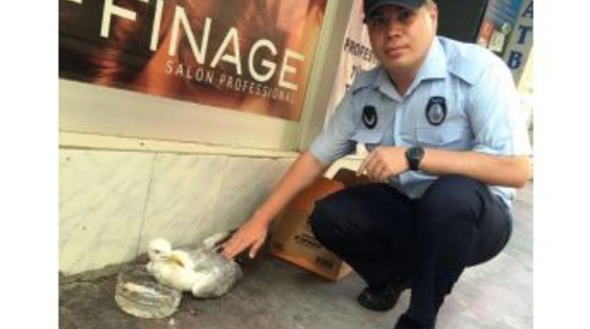 İzmit Belediyesi, Yaralı Martıya Sahip Çıktı