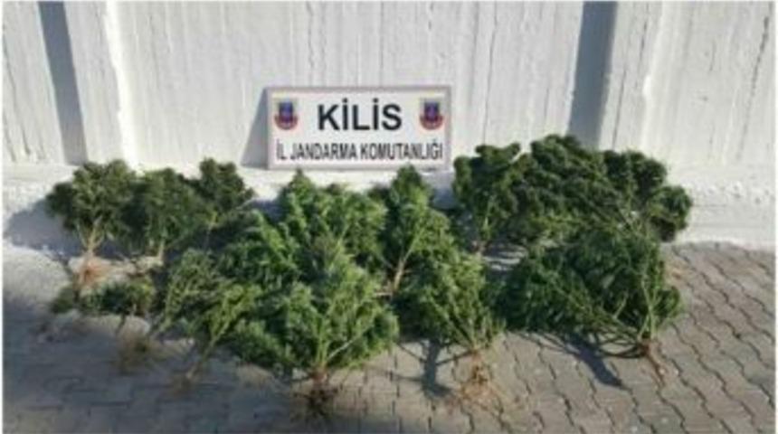 Kilis’te 15 Kök Hint Keneviri Ele Geçirildi