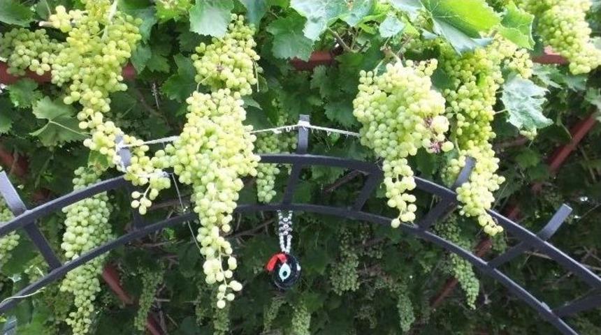 Burhaniye&rsquo;de Emekli Emniyet&ccedil;inin Nazarlıklı &Uuml;z&uuml;mleri