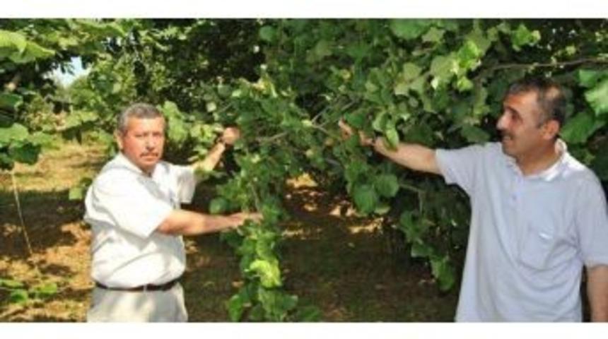 Fındık İş&ccedil;i Yevmiyesi Belirlendi