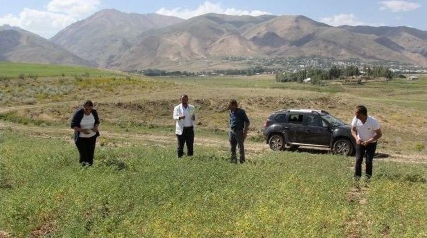 Başkale&rsquo;de Ekilen Nohutlar Yeşerdi