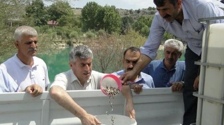G&ouml;letlere 90 Bin Yavru Balık Bırakıldı