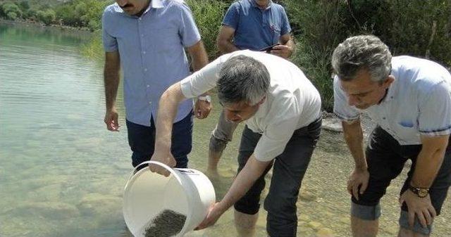 Göletlere 90 Bin Yavru Balık Bırakıldı