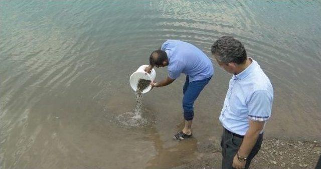 Göletlere 90 Bin Yavru Balık Bırakıldı