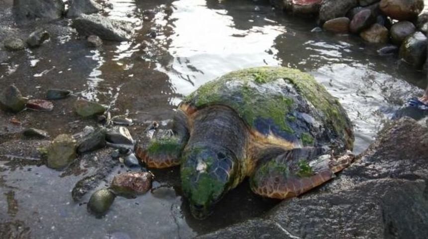 Yaralı Caretta Caretta Tedavi Altına Alındı