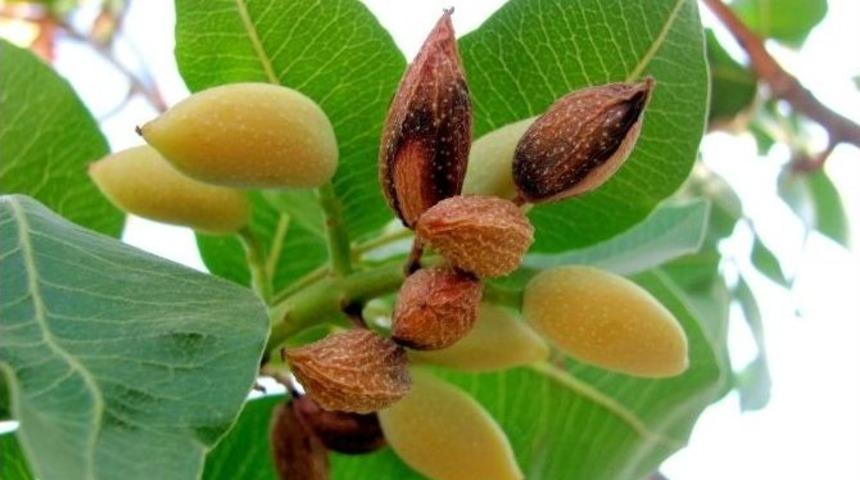 Kuraklık Antep Fıstığını Vurdu