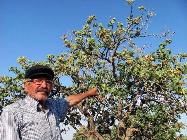 Kuraklık Antep Fıstığını Vurdu