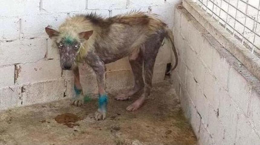 &Ouml;lmek &Uuml;zere Olan K&ouml;pek Hayvan Barınağında Sağlığına Kavuştu