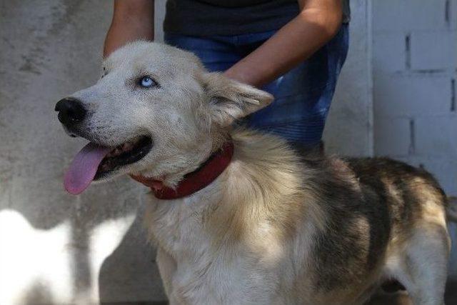 Ölmek Üzere Olan Köpek Hayvan Barınağında Sağlığına Kavuştu