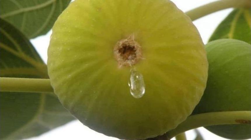 İncir &Uuml;reticinin Y&uuml;z&uuml;n&uuml; G&uuml;ld&uuml;rd&uuml;