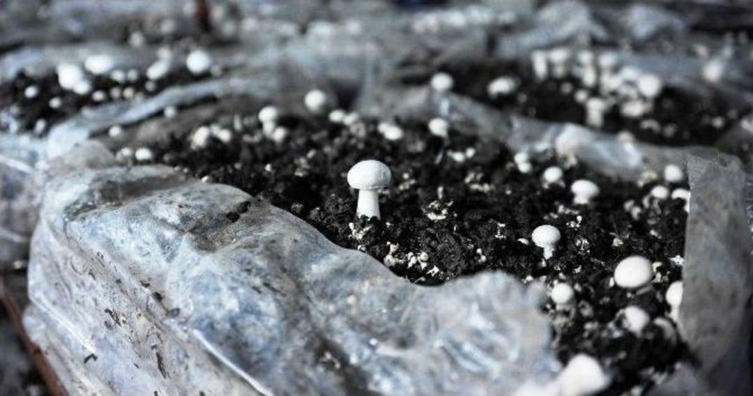 B&uuml;y&uuml;kşehir Mantar &Uuml;reticisi Yaptı