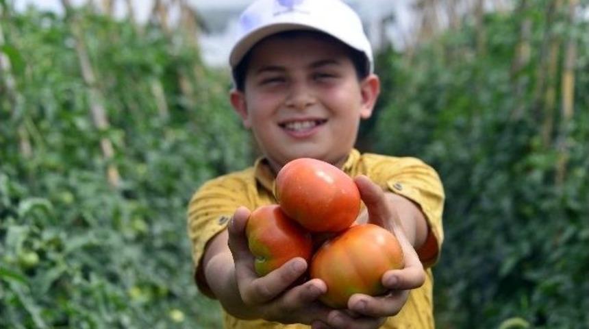 &Ccedil;amlıyayla&rsquo;da &Ccedil;ift&ccedil;ilerin İlk Domates Hasadı Sevinci