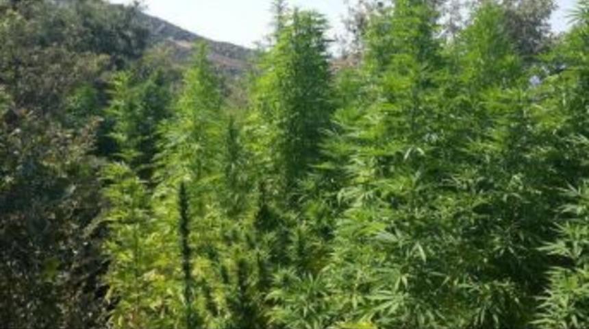 &Ouml;demiş&rsquo;te 5 Bin 49 K&ouml;k Hint Keneviri Yakalandı