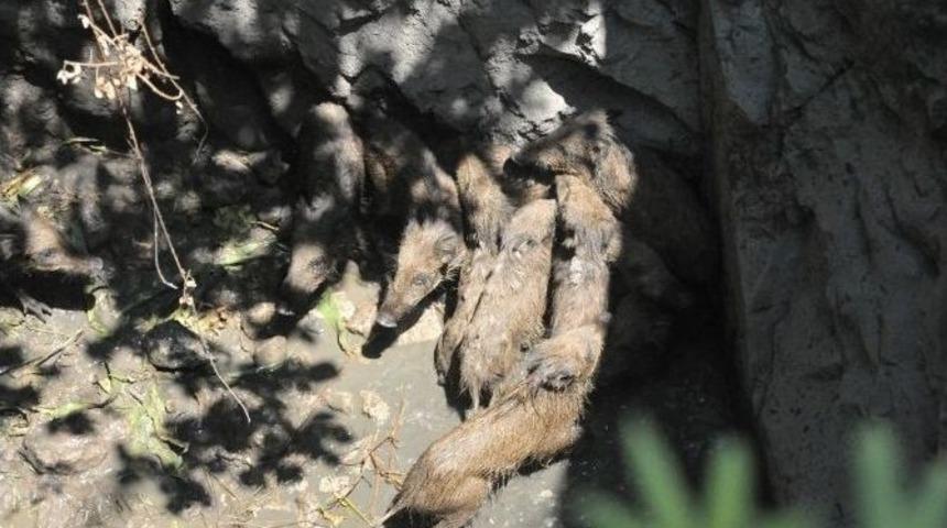 Milas&rsquo;ta Su Kuyusuna D&uuml;şen Domuz Yavruları Kurtarıldı