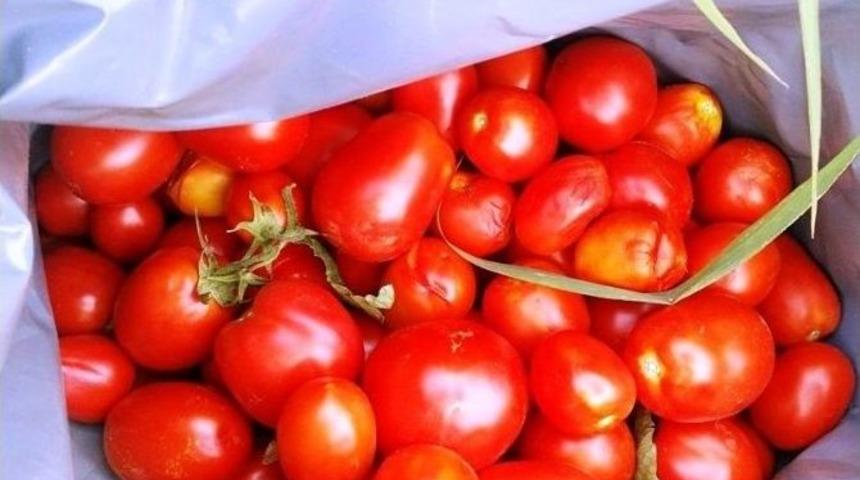 Sal&ccedil;alık Domateste D&uuml;şen Verim &Uuml;reticinin Belini B&uuml;kt&uuml;