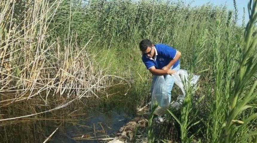 S&ouml;ke&rsquo;de Azap G&ouml;l&uuml; Ve Azmaklara 65 Bin Yavru Sazan Bırakıldı