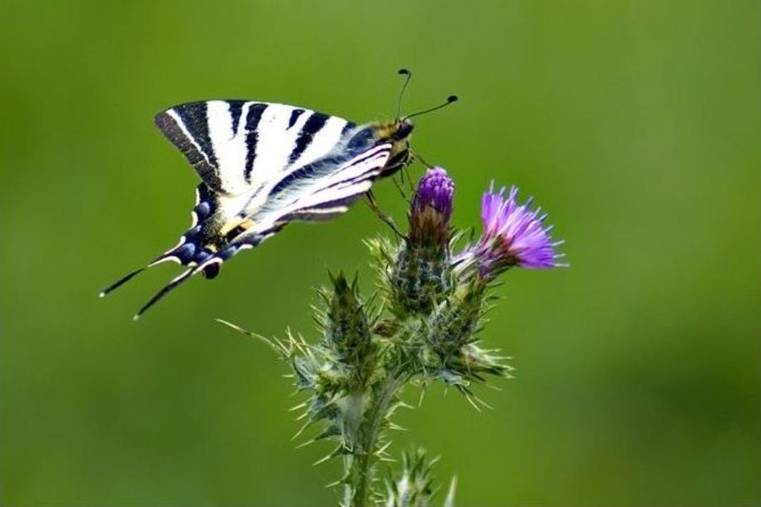&Ouml;mr&uuml; Bir G&uuml;nl&uuml;k Kelebekler Fotoğraf Karelerinde Yaşayacak